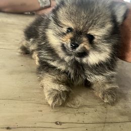 Leo - Chocolate sable male Pomeranian puppy in May, Oklahoma from Very Happy Ranch