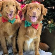 Nova Scotia Duck Tolling Retrievers from Niday Tollers