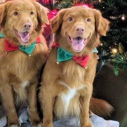 Nova Scotia Duck Tolling Retrievers from Niday Tollers