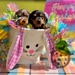 Dachshund Puppies from Doxi Delights
