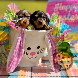 Dachshund Puppies from Doxi Delights