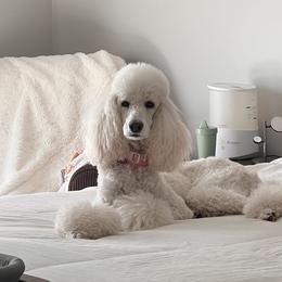 Cavalier King Charles Spaniels and Poodles from Livezey’s CKCS and Standard Poodles