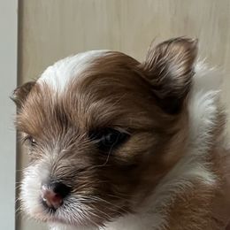 Pomeranians from Piper Poms