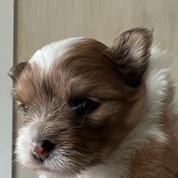 Pomeranians from Piper Poms