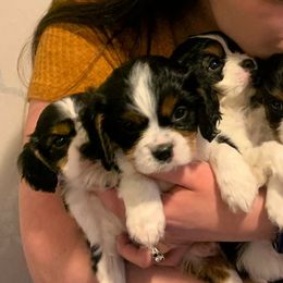 Cavalier King Charles Spaniels from Cedar Cavaliers