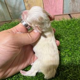 Baxter - Parti male Miniature Schnauzer puppy in Lufkin, Texas from C&K’s Schnauzer House