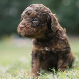 Mocha - Tri-color female Cavapoo puppy in Perkasie, Pennsylvania from Little Paws by Harper