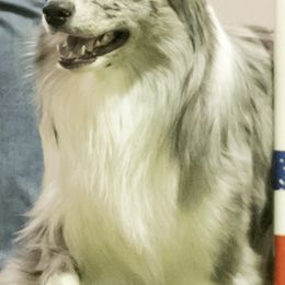 Australian Shepherds from Kinematic Australian Shepherds