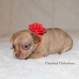 Ruby - Merle female Chihuahua puppy in Willamina, Oregon from Cherished Chihuahuas