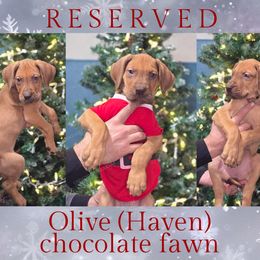 Haven - Fawn female Great Dane puppy in Roseau, Minnesota from UNDAD'S KENNELS