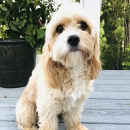 Maybelline - Cavapoo