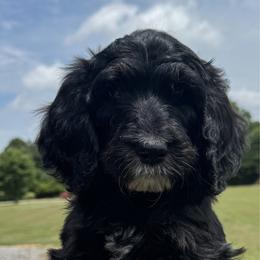Rhea - Tri-color female Bernedoodle puppy in Benton, Arkansas from B&K Doodles, LLC