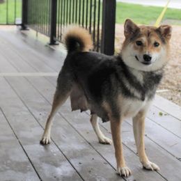 Destiny - Shiba Inu