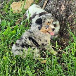 Crackle - Blue merle male Miniature Australian Shepherd puppy in Sw, Wisconsin from Driftless Australian Shepherds