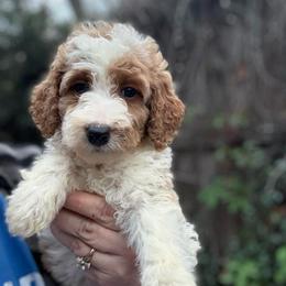 Cheyenne - Parti female Goldendoodle puppy in Jacksonville, Florida from Dandelion Doodles