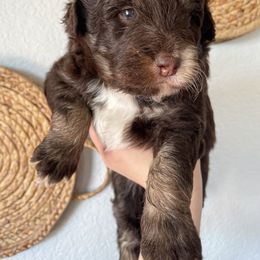 Bernedoodle Puppies from Boutique Bernedoodles & Co.
