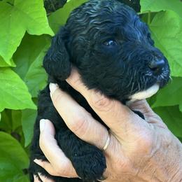 Brown - Black female Goldendoodle puppy in Fairfield, California from Twin Sisters Doodles