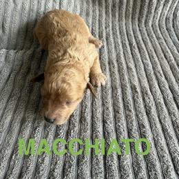 Macchiato - Apricot male Cavapoo puppy in Sherwood, Michigan from Patrick's Puppies