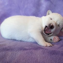 Pomsky Puppies from Valparaiso Pomskys