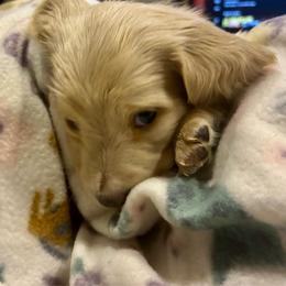 Milo - Cream male Dachshund puppy in Tahlequah, Oklahoma from Love Some Dogs Dachshunds & Cavalier King Charles Spaniels,Cavapoos