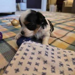 Milo (Boy 1) - Black tan and white male Biewer Terrier puppy in El Paso, Texas from De La Rosa Biewers