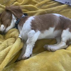 Dachshund Puppies from Puncheon Creek Dachshunds