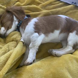 Dachshund Puppies from Puncheon Creek Dachshunds