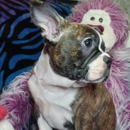 Bubba - White and brindle male French Bulldog puppy in Elberta, Alabama from Old Orchard Farm