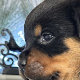 Red boy - Black and mahogany Rottweiler puppy in Lebanon, Oregon from SOUTH SANTIAM ROTTWEILERS