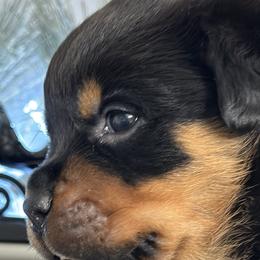 Red boy - Black and mahogany Rottweiler puppy in Lebanon, Oregon from SOUTH SANTIAM ROTTWEILERS