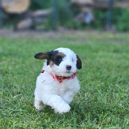 Knuckles- Red Collar - Tri-color male Bernedoodle puppy in Bonham, Texas from Happy Valley Puppies