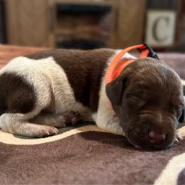 Clyde - Liver and white male German Shorthaired Pointer puppy in Georgia from CMC Farms