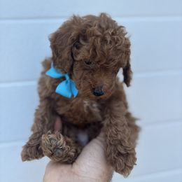 Tommy - Red  male Poodle puppy in Mint Hill, North Carolina from DoodleForever
