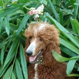Dante - Poodle