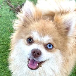 Pomeranians from Hearts Of Love