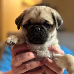 Cindy (orange collar) - Fawn female Pug puppy in Morgantown, West Virginia from Groovy Pugs