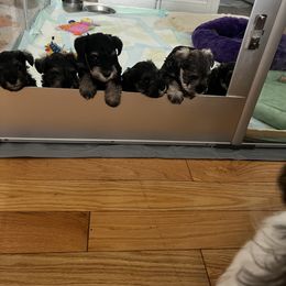 Miniature Schnauzer Puppies from Kani Miniature Schnauzers