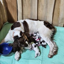 English Springer Spaniel puppies from Painters Lane Livestock