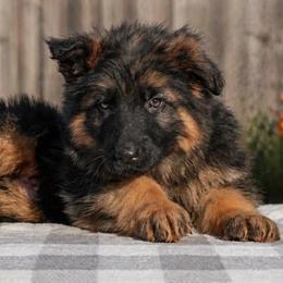Gray Collar - Black and red male German Shepherd puppy in Plumas Lake, California from Zwinger Vom Greifjäger