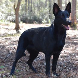 German Shepherd All Grown Up from IchBin Gesegnet