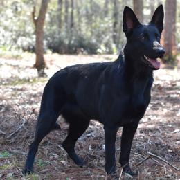 German Shepherd All Grown Up from IchBin Gesegnet
