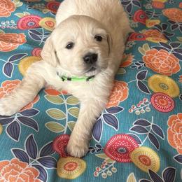Miss Green - Light golden female Golden Retriever puppy in Grand Island, Nebraska from Loseke Family Retrievers