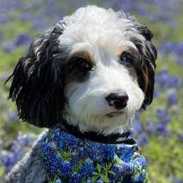 Scarlett - Bernedoodle