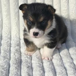 ARCHER - Black and tan male Pembroke Welsh Corgi puppy in Walker, Iowa from Double K Corgis