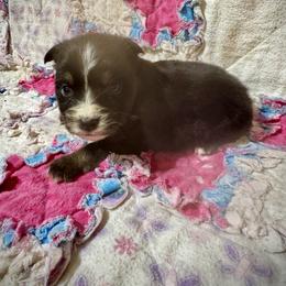 Tri female - Black tri female Miniature Australian Shepherd puppy in Lemon Cove, California from Magic Ranch Mini Aussies
