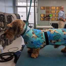 Dachshund and Leonberger All Grown Up from Smokey Mountain Leos and Black Forest WHD