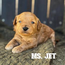 Ms. Jet - Red  female Goldendoodle puppy in Sacramento, California from Dandy Doodles Goldendoodles