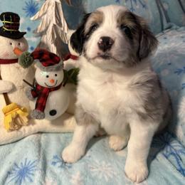 Dasher - Blue merle male Miniature Australian Shepherd puppy in Kinsale, Virginia from Northern Neck Aussies