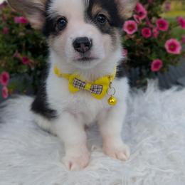 Eminem - Black and tan male American Corgi puppy in Garrett, Indiana from Chloe's Colorful Corgis