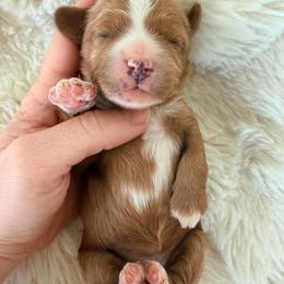 Hartley (Pink Collar) - Red female Cavapoo puppy in Preston, Idaho from Rocking JH Pup Co